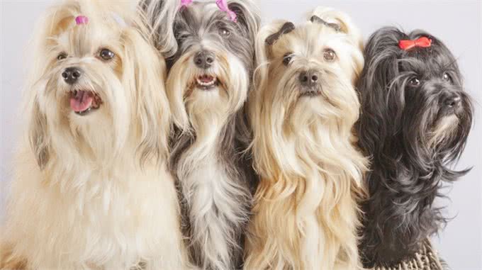 狗狗饲养100问之36:狗狗为什么喜欢扑人呢?