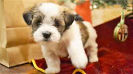 狗狗饲养100问之36:狗狗为什么喜欢扑人呢?