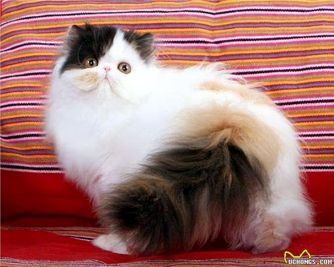 为何波斯猫弃养率逐年攀升，沦落为可怜的流浪猫?