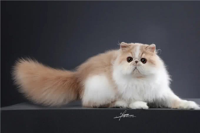 为何波斯猫弃养率逐年攀升，沦落为可怜的流浪猫?