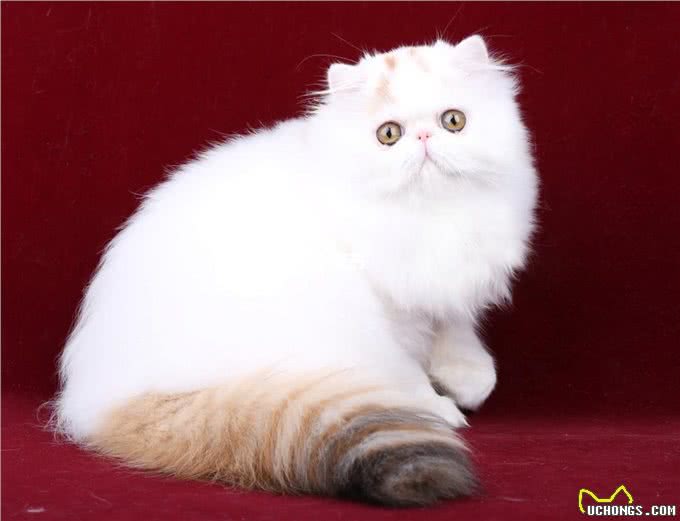 为何波斯猫弃养率逐年攀升，沦落为可怜的流浪猫?