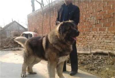 高加索犬和藏獒的实力谁厉害?高加索犬和藏獒打架谁会更胜一筹?