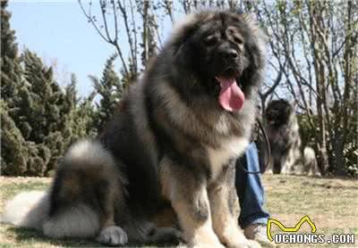 高加索犬和藏獒的实力谁厉害?高加索犬和藏獒打架谁会更胜一筹?