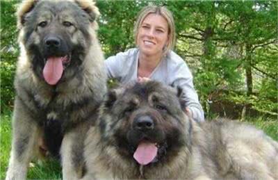 高加索犬和藏獒的实力谁厉害?高加索犬和藏獒打架谁会更胜一筹?