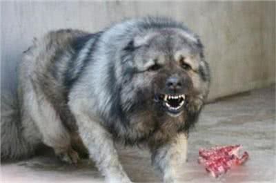 高加索犬和藏獒的实力谁厉害?高加索犬和藏獒打架谁会更胜一筹?