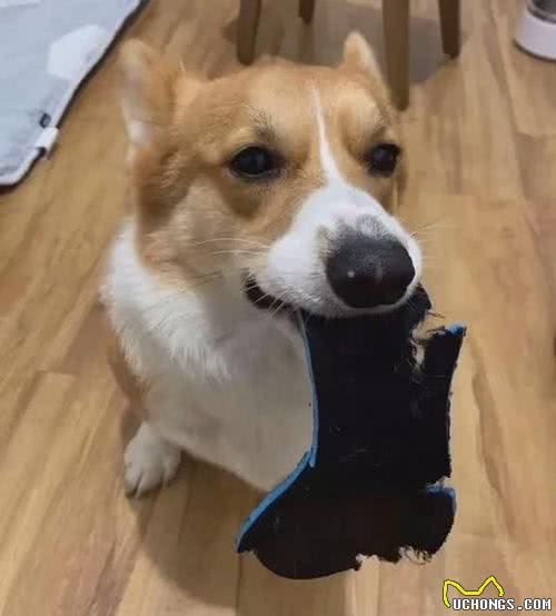 狗狗为什么会咬人的鞋子?原因在这里