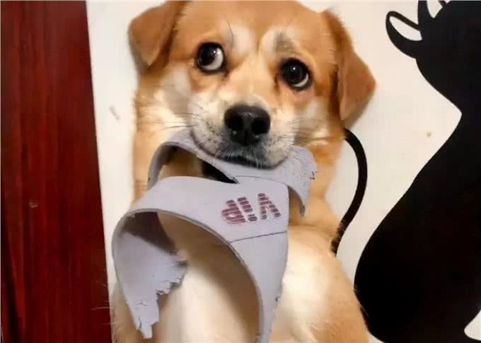 狗狗为什么会咬人的鞋子?原因在这里