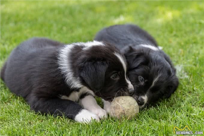 狗狗为什么会咬人的鞋子?原因在这里