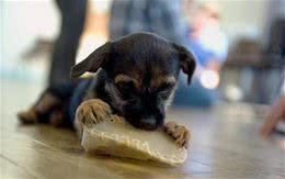 狗狗为什么会咬人的鞋子?原因在这里