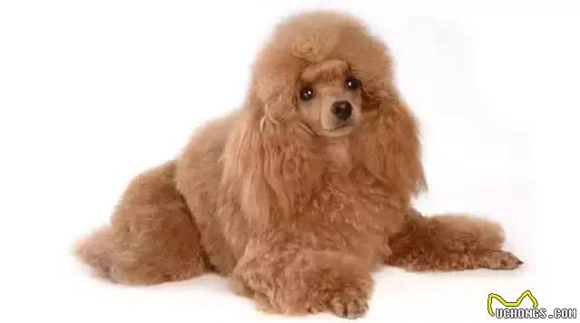 贵宾犬开瓶器｜这个汪是个老司机