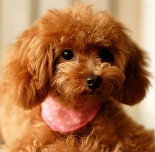 泰迪毛发黯淡无光泽?教你正确做法,毛发顺滑,还能有效消灭病毒