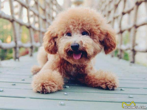 泰迪毛发黯淡无光泽?教你正确做法,毛发顺滑,还能有效消灭病毒