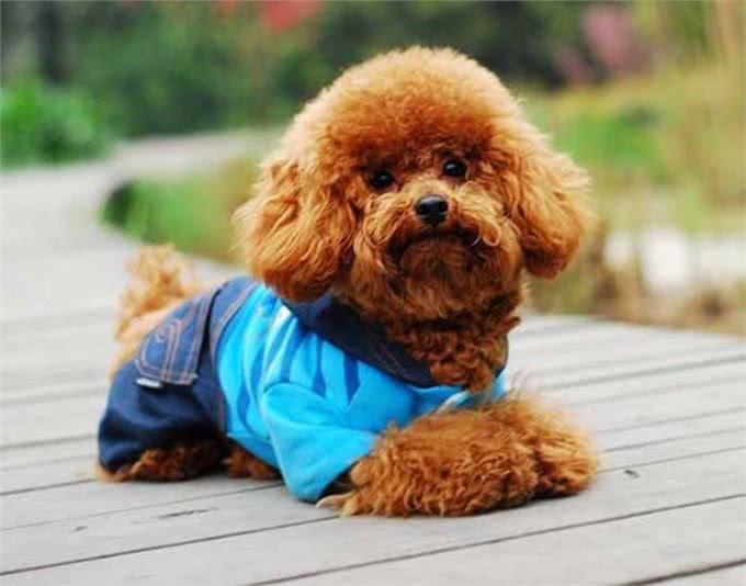 泰迪毛发黯淡无光泽?教你正确做法,毛发顺滑,还能有效消灭病毒