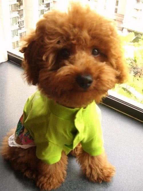 泰迪毛发黯淡无光泽?教你正确做法,毛发顺滑,还能有效消灭病毒