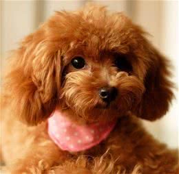 泰迪毛发黯淡无光泽?教你正确做法，毛发顺滑，还能有效消灭病毒