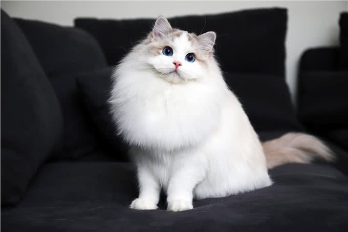 为什么布偶猫的价格这么贵?原因有这几个