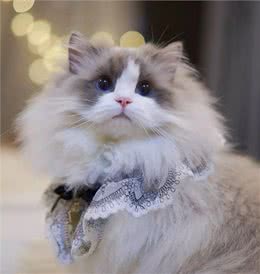 为什么布偶猫的价格这么贵?原因有这几个