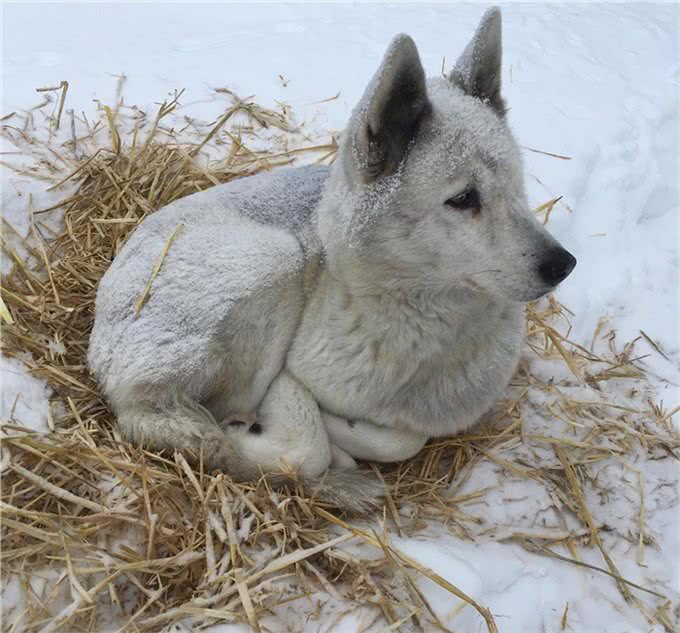 先不要骂它!狗狗乱抓家具不是故意破坏,你需要理解它为啥这么做