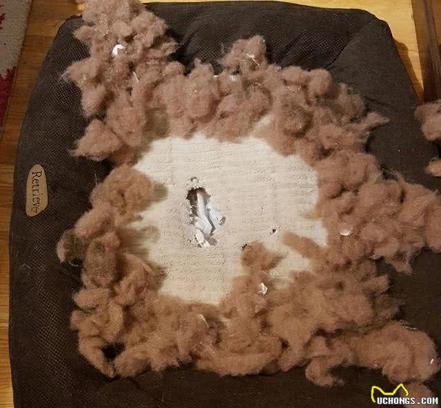 先不要骂它!狗狗乱抓家具不是故意破坏,你需要理解它为啥这么做