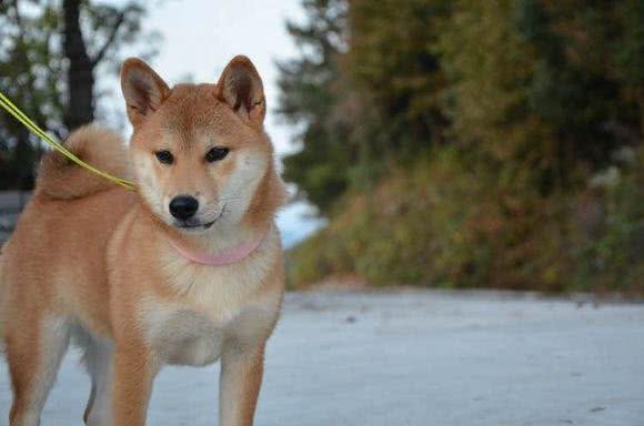 狗狗不愿意戴项圈?不是狗狗自身的问题,一定是你戴的不对