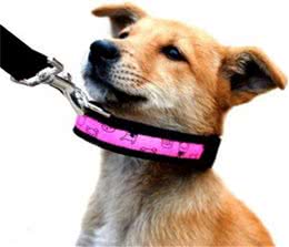 狗狗不愿意戴项圈?不是狗狗自身的问题，一定是你戴的不对