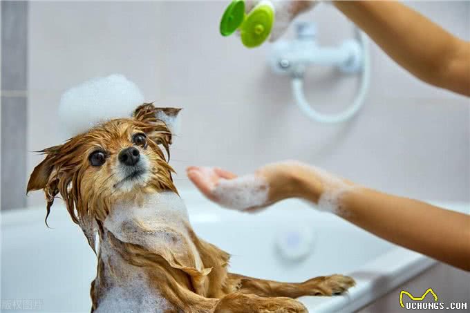 狗狗洗澡的正确打开方式:水温、频率与护理全攻略