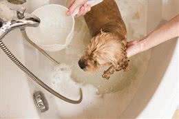 狗狗洗澡的正确打开方式:水温、频率与护理全攻略