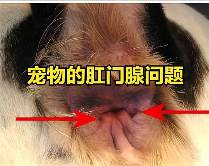 宠物的肛门腺问题