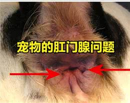 宠物的肛门腺问题