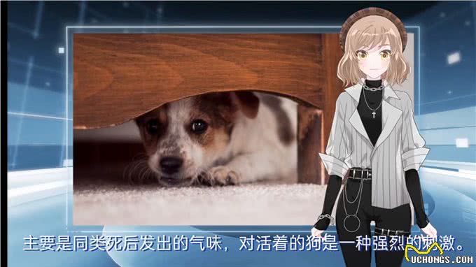 勇敢的狗子害怕什么?—科学养宠攻略