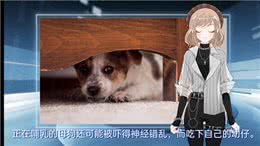 勇敢的狗子害怕什么?—科学养宠攻略