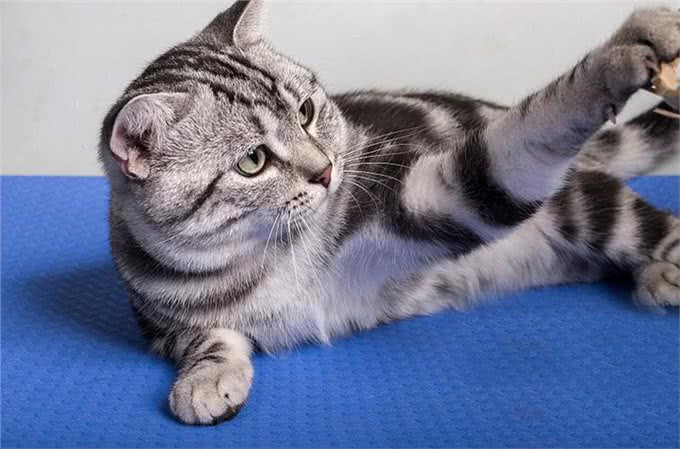 必看!养猫新手如何选择适合自己的猫咪