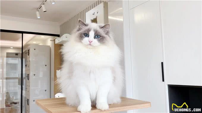 必看!养猫新手如何选择适合自己的猫咪