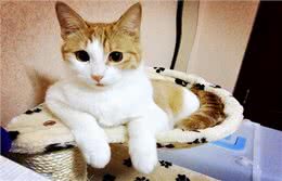 必看!养猫新手如何选择适合自己的猫咪