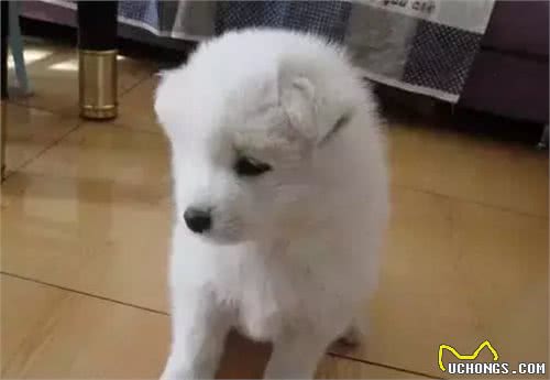 饲养幼犬需要注意哪些?