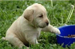 饲养幼犬需要注意哪些?