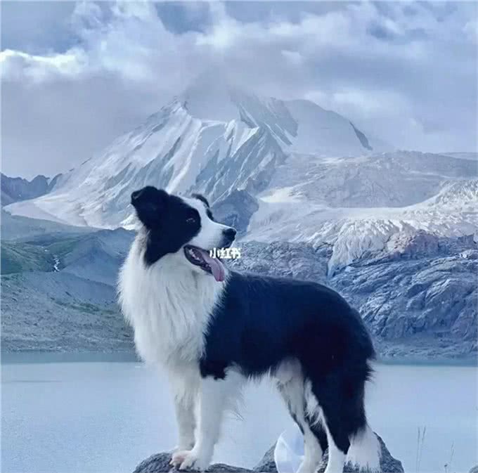 怎么训练边牧训练边牧的方法