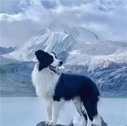 怎么训练边牧训练边牧的方法