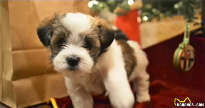 狗狗感冒你知道吗