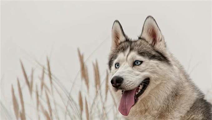 狗狗感冒你知道吗