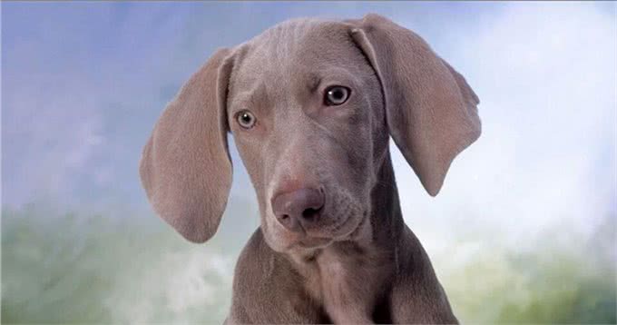 狗狗感冒你知道吗