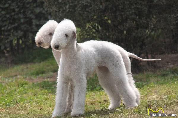 发现一只披着羊皮的小猎犬