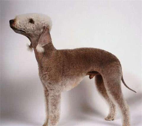 发现一只披着羊皮的小猎犬