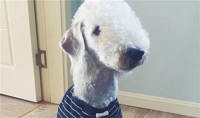 发现一只披着羊皮的小猎犬