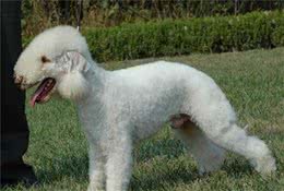 发现一只披着羊皮的小猎犬