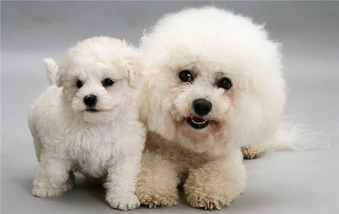 牢记这6点，可以延长比熊犬寿命几年，请收好