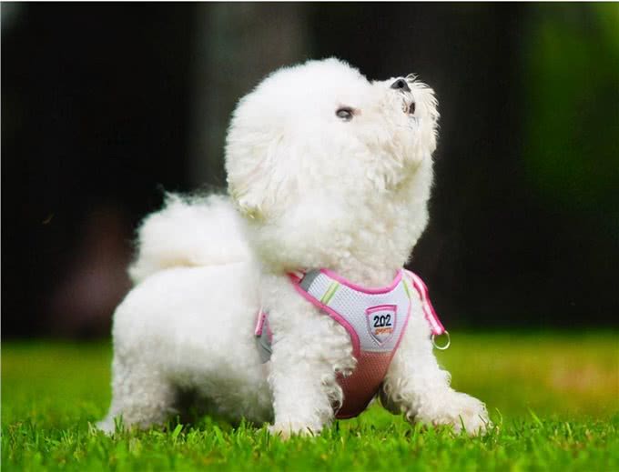 牢记这6点，可以延长比熊犬寿命几年，请收好