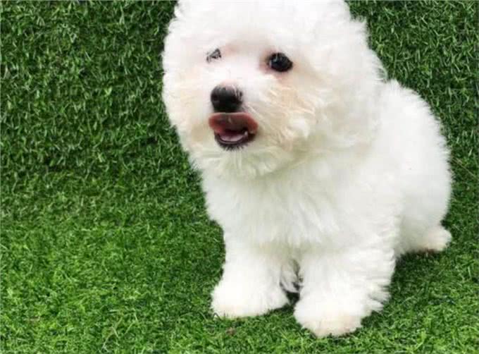 牢记这6点，可以延长比熊犬寿命几年，请收好