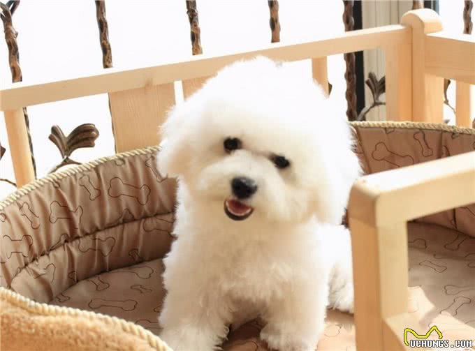 牢记这6点，可以延长比熊犬寿命几年，请收好