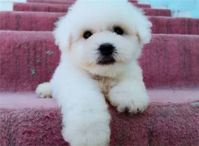 牢记这6点，可以延长比熊犬寿命几年，请收好